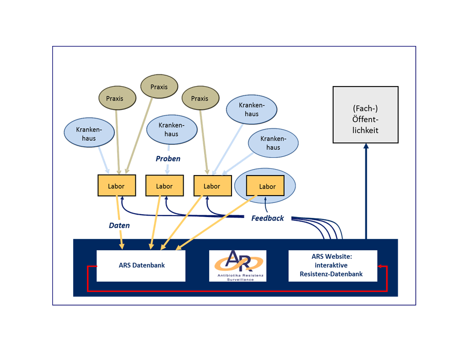 Struktur des ARS-Netzwerks